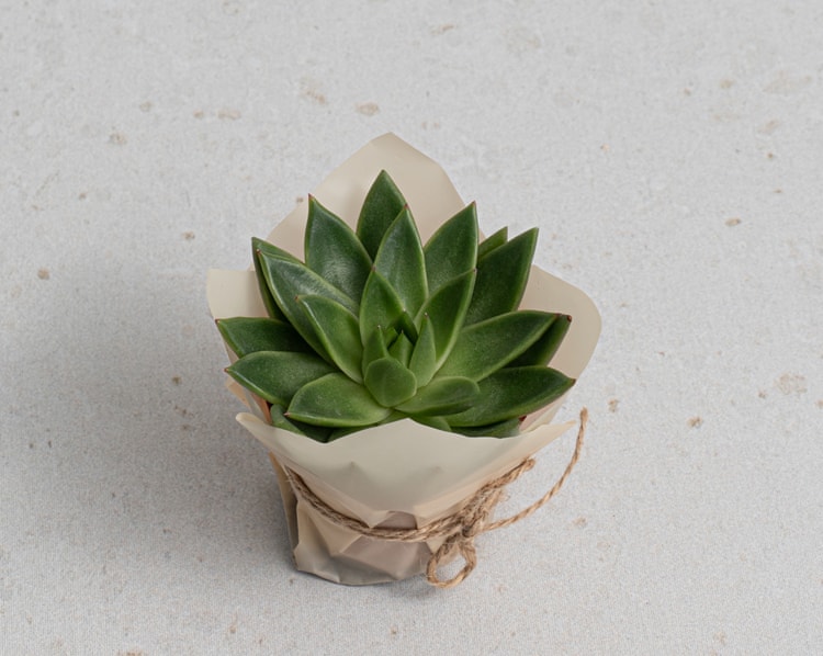 Soft Mint Hediye Kutusu